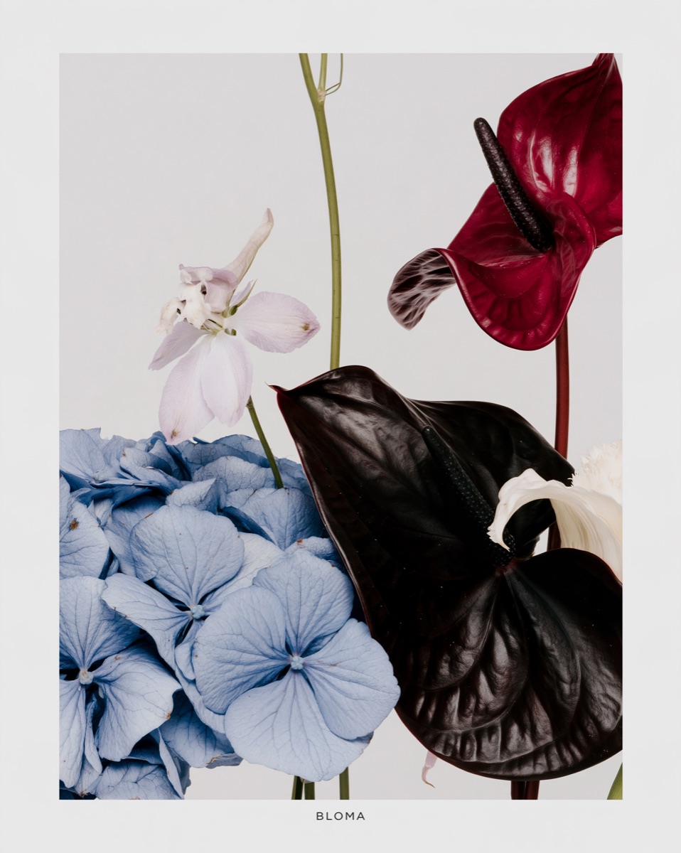 BLOMA – Flowers photography by The Ritual Agency (16)